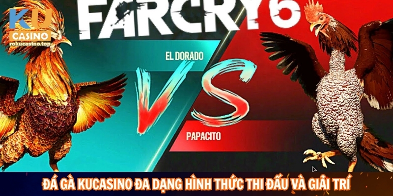 Đá gà Kucasino đa dạng hình thức thi đấu và giải trí