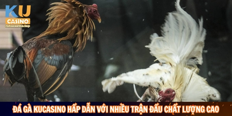 Đá gà Kucasino hấp dẫn với nhiều trận đấu chất lượng cao